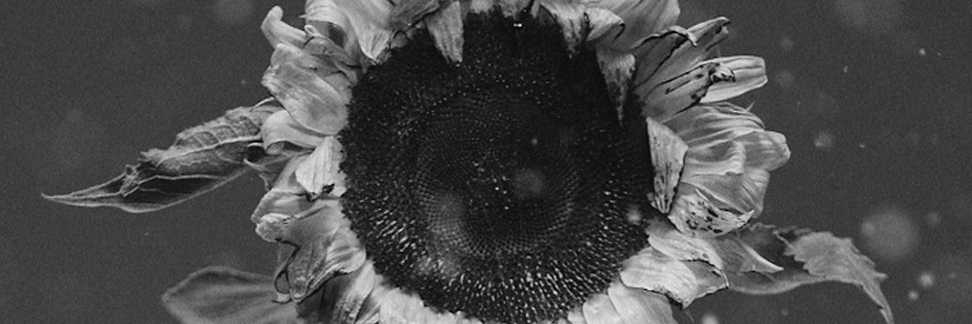 "Ostatni dzień lata" Ralpha Kaminskiego