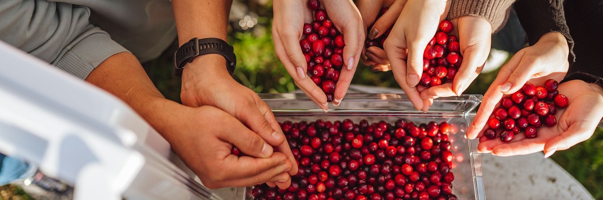 Owoce jagodowe, które w listopadzie jedliśmy najchętniej - Kantar