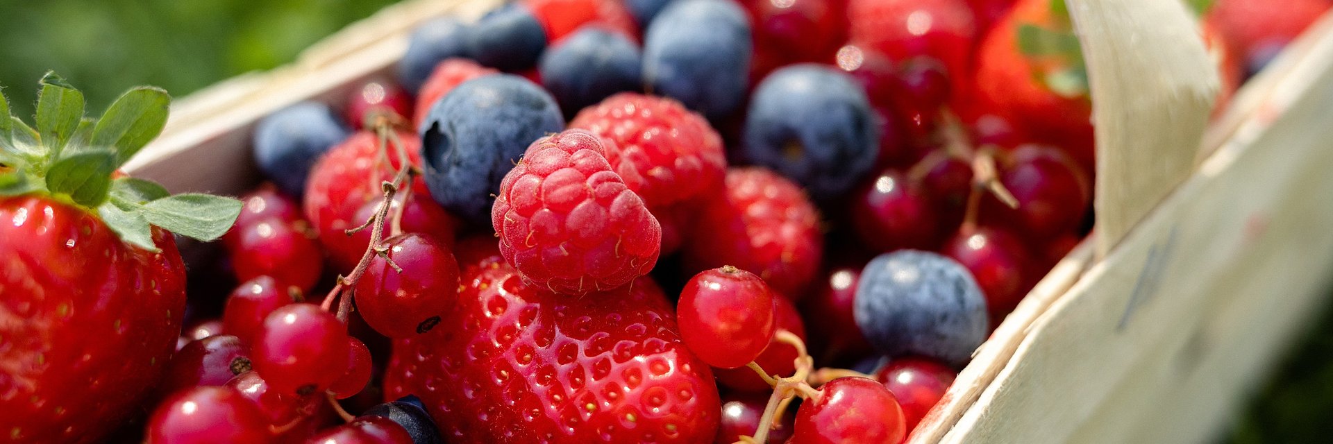 Polacy coraz lepiej rozumieją rolę owoców w kontroli poziomu cukru - najnowsze badanie Kantar Polska