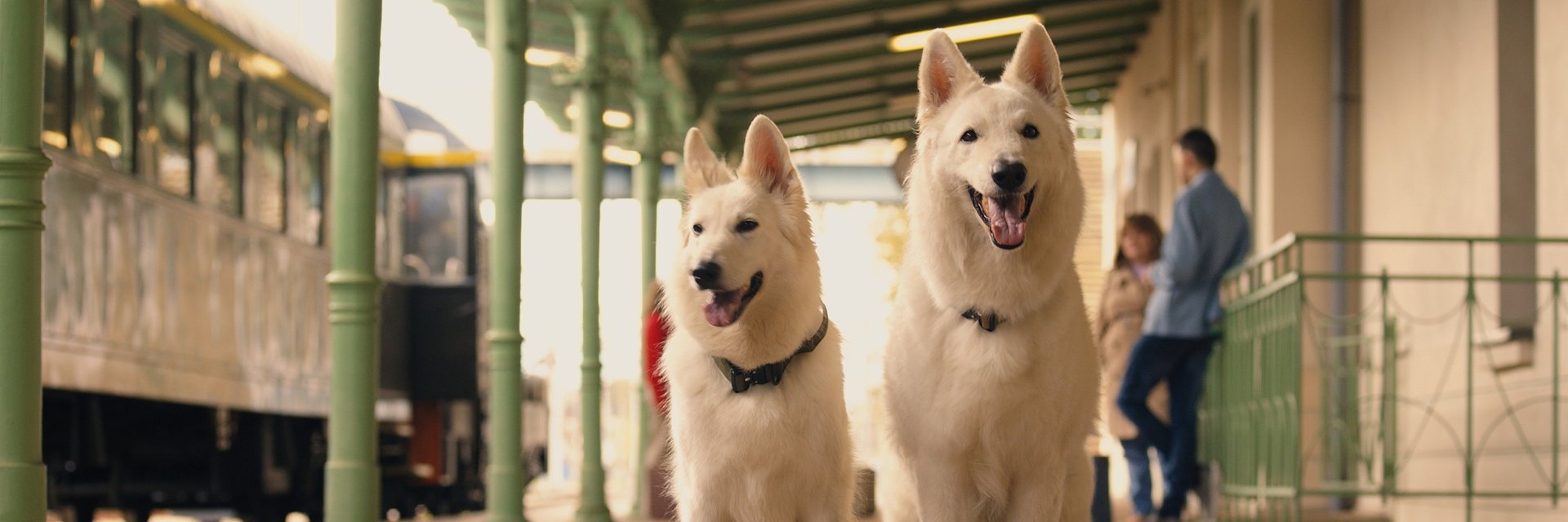 O PSIE, KTÓRY JEŹDZIŁ KOLEJĄ 2