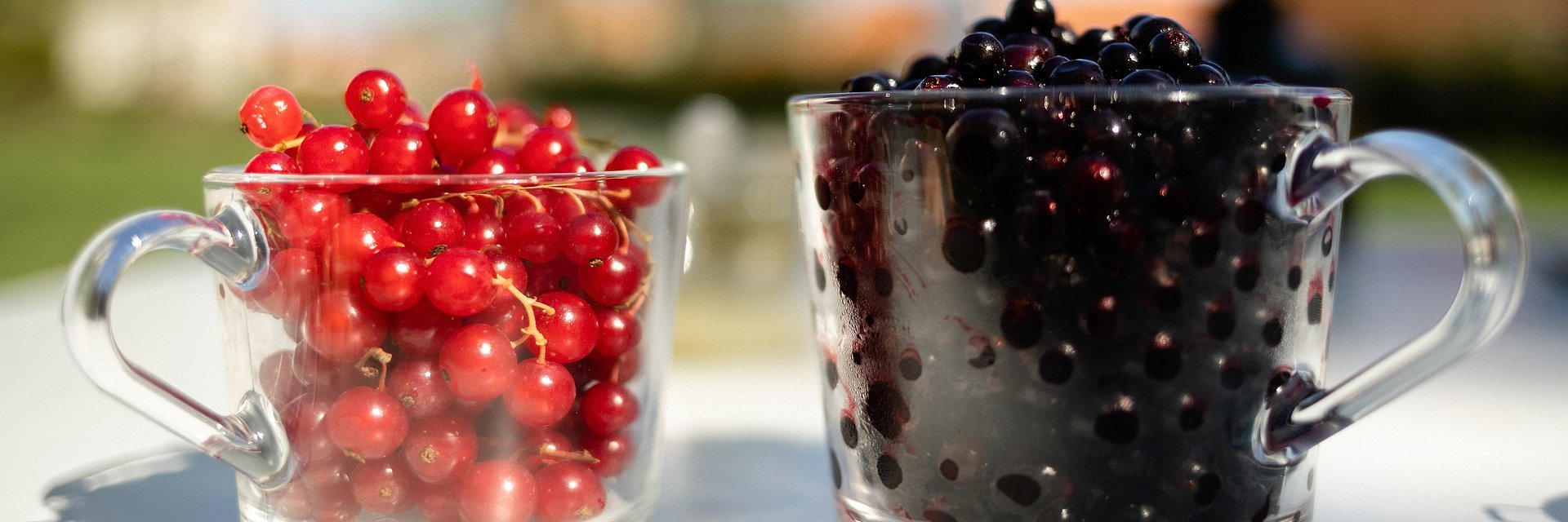 Porzeczka! Poznaj jej niezwykłe właściwości