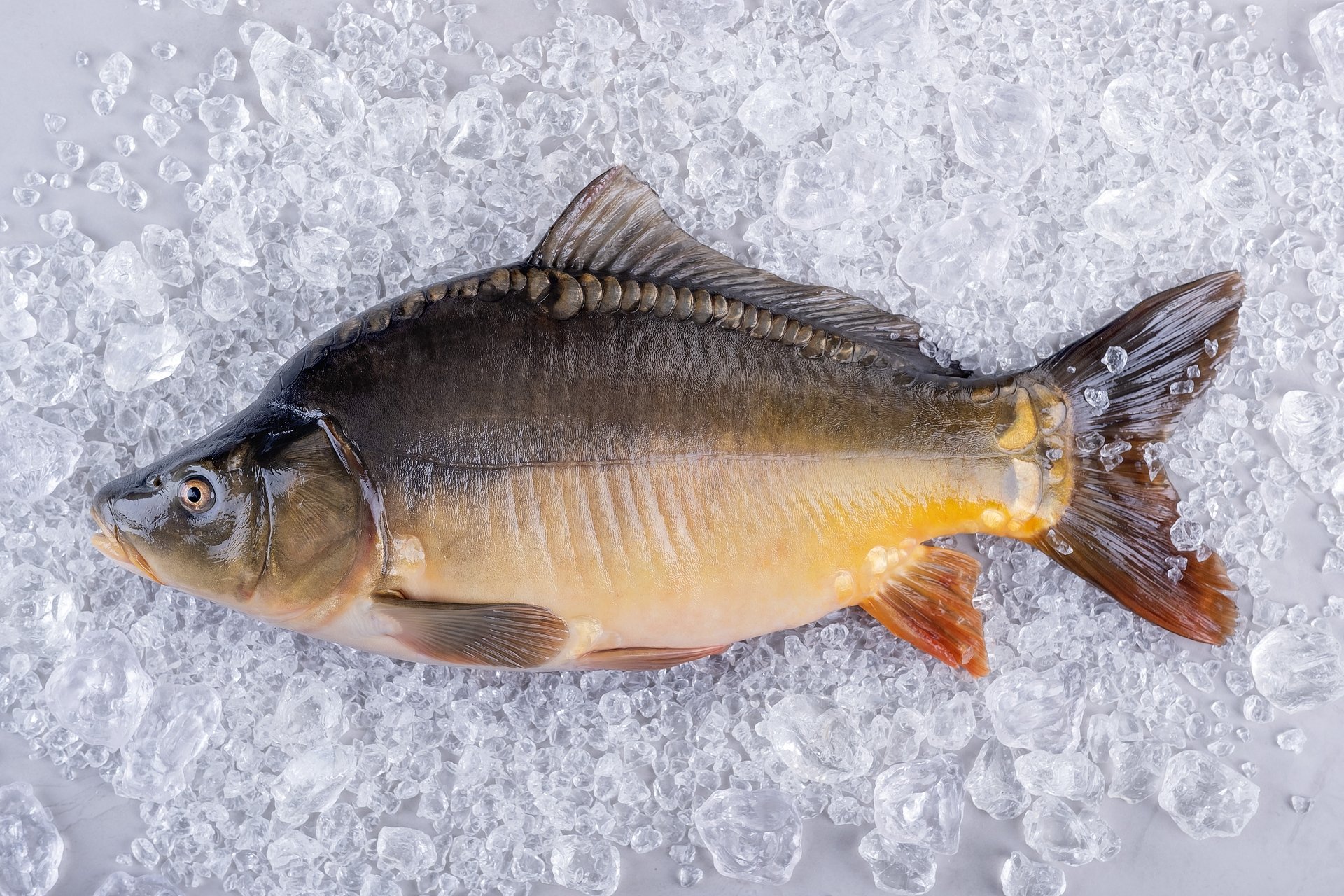 Za chwilę wyruszymy po karpia. Na co powinniśmy zwrócić uwagę przy jego wyborze?