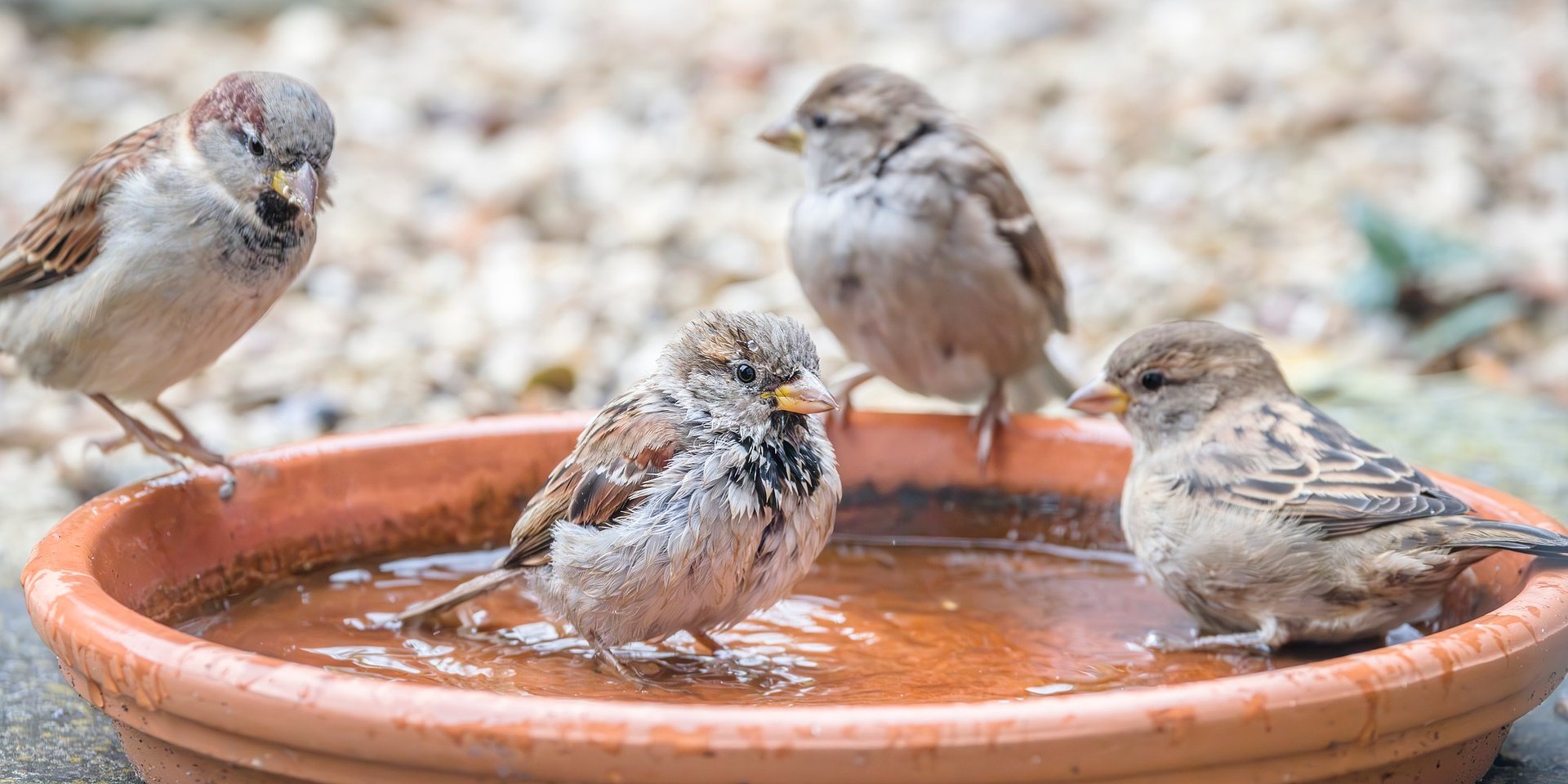 Jak podać wodę ptakom podczas mrozów?