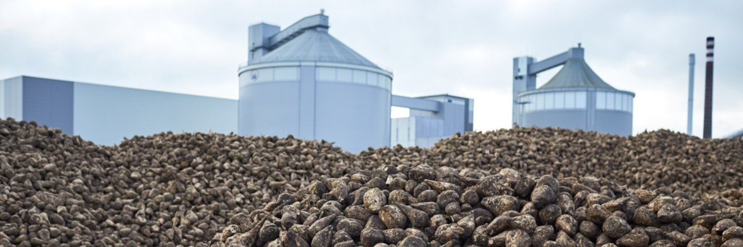 Kampania cukrownicza 2025/2026 potrwa do lutego