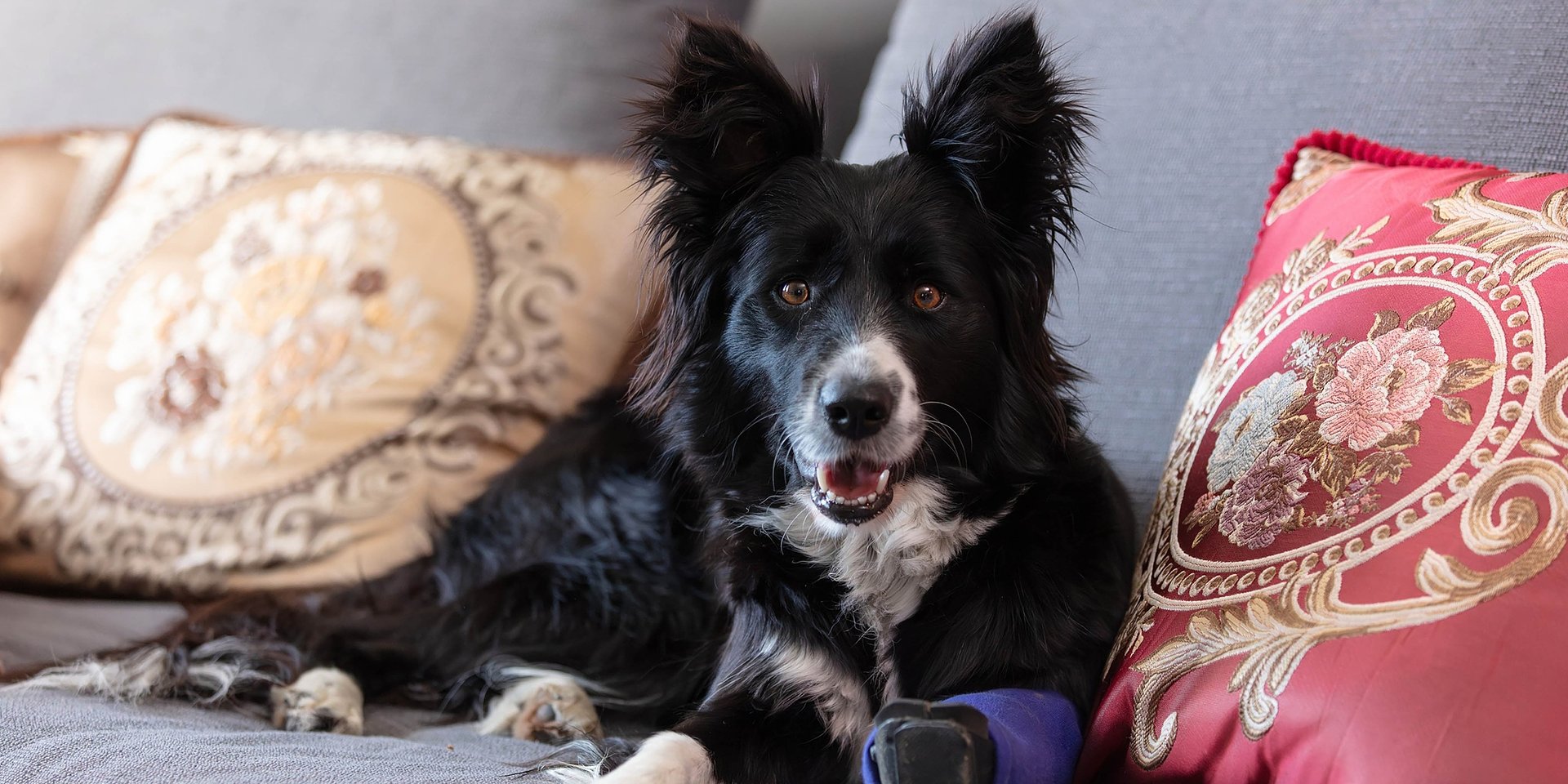 Żeby psocić, trzeba mieć bezpieczny dom.
