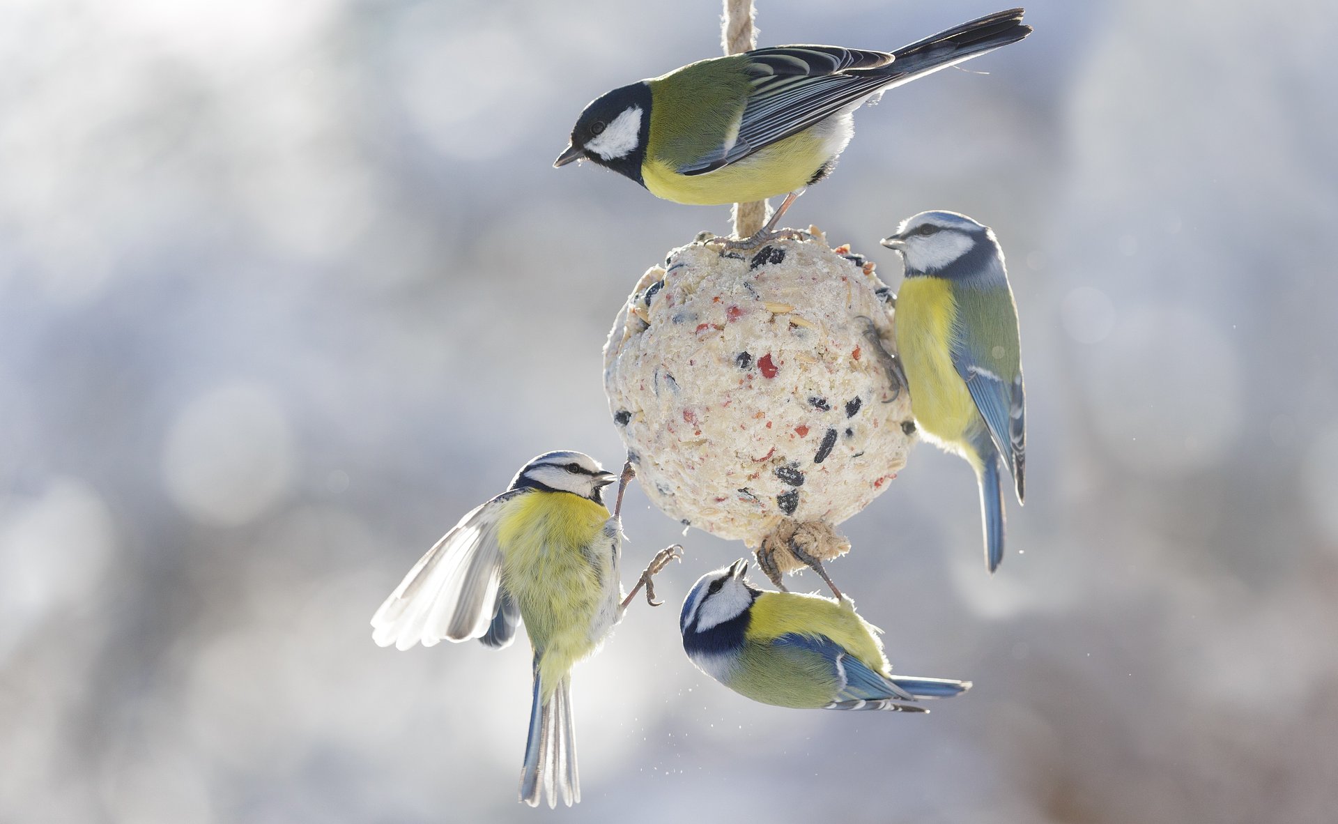 Dokarmianie ptaków zimą: jak bezpiecznie korzystać z kul tłuszczowych?
