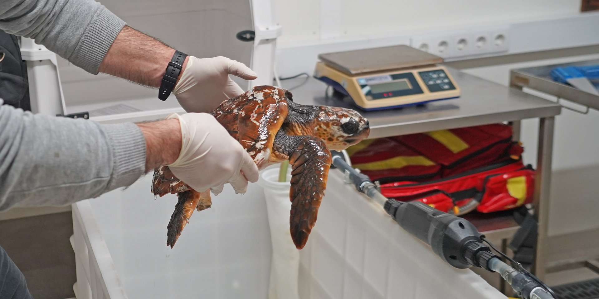 Porto d’Abrigo do Zoomarine resgata tartaruga em Sagres após alerta de surfistas