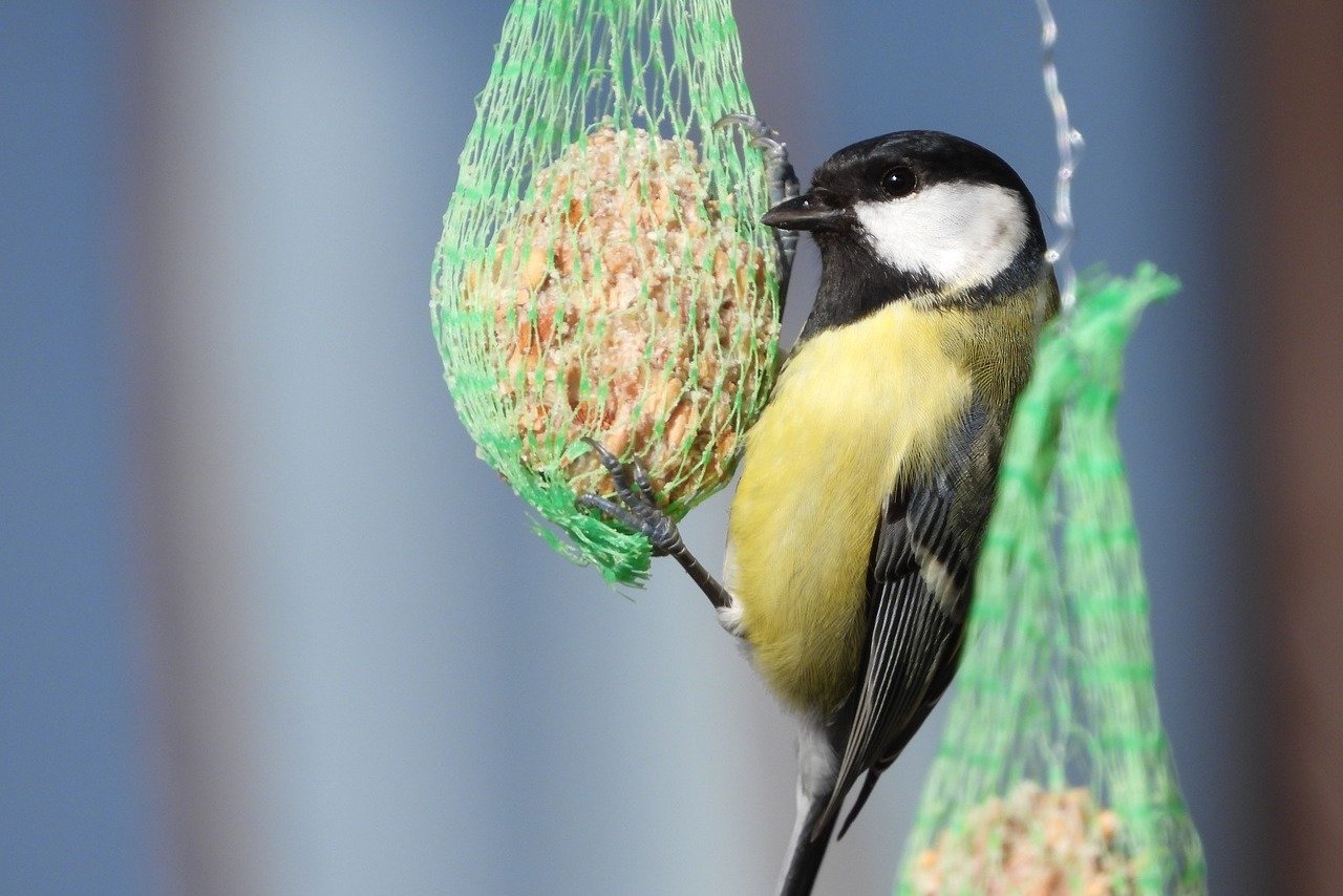 Jak Europa dokarmia ptaki? Trendy i zwyczaje na różnych rynkach