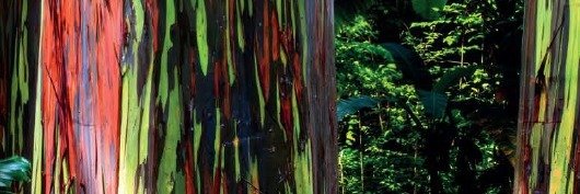 Académicos lançam obra que explica a floresta portuguesa