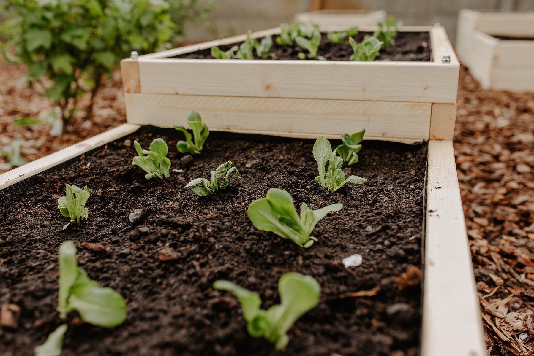 Czas na rozsady, zielone balkony i ogrody w naturalnym stylu. Jakie trendy zdominują ten sezon?