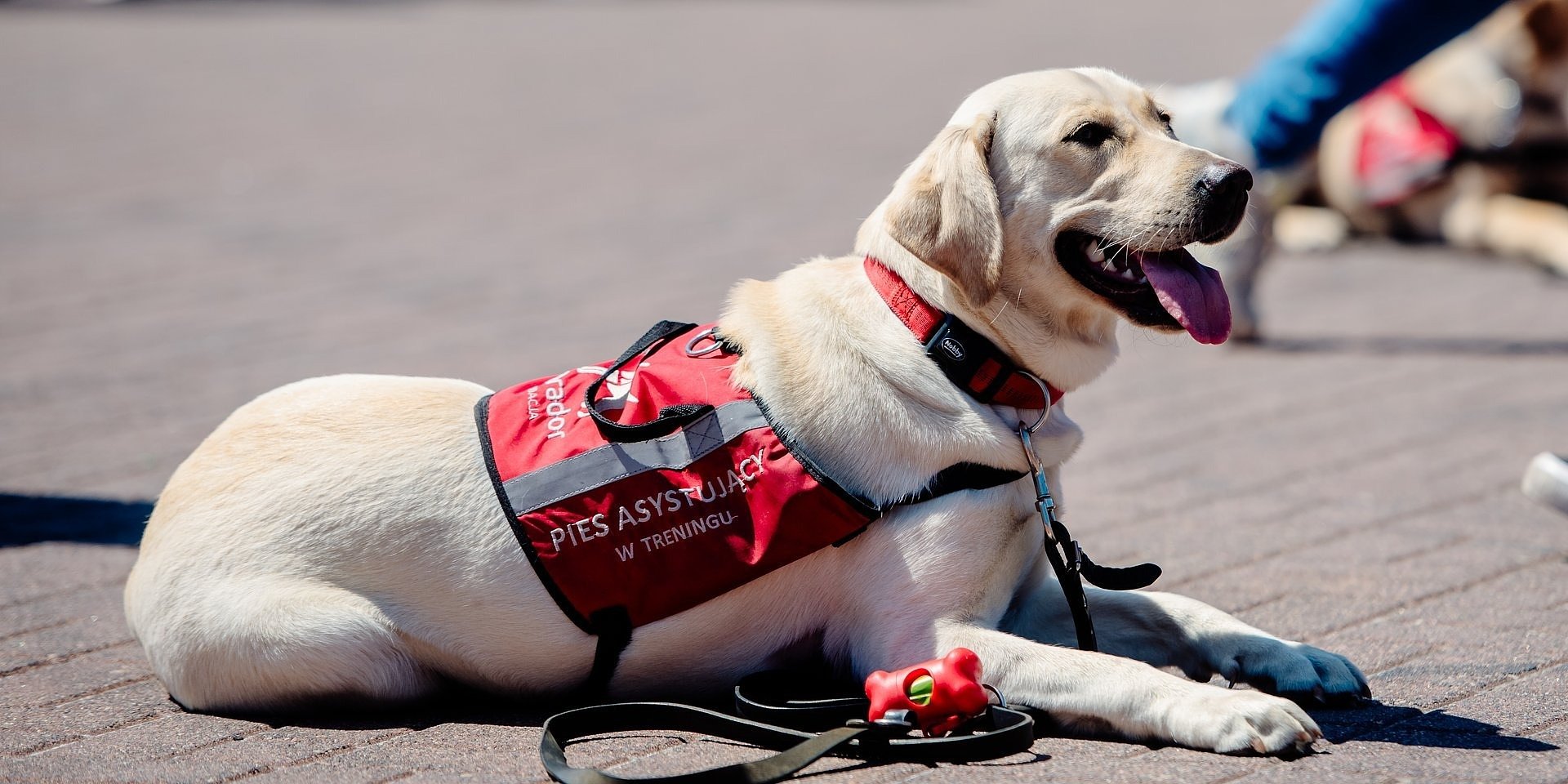 THE MASQUERADE IN POLISH SIGN LANGUAGE – PYRKON FOCUSES ON ACCESSIBILITY