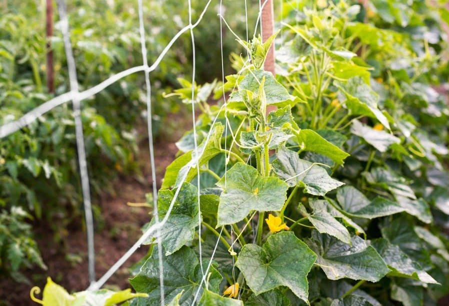 INTERMAS ITALIA consolida la sua presenza sul territorio nazionale: leadership rafforzata, organico in crescita +20% e investimenti strategici