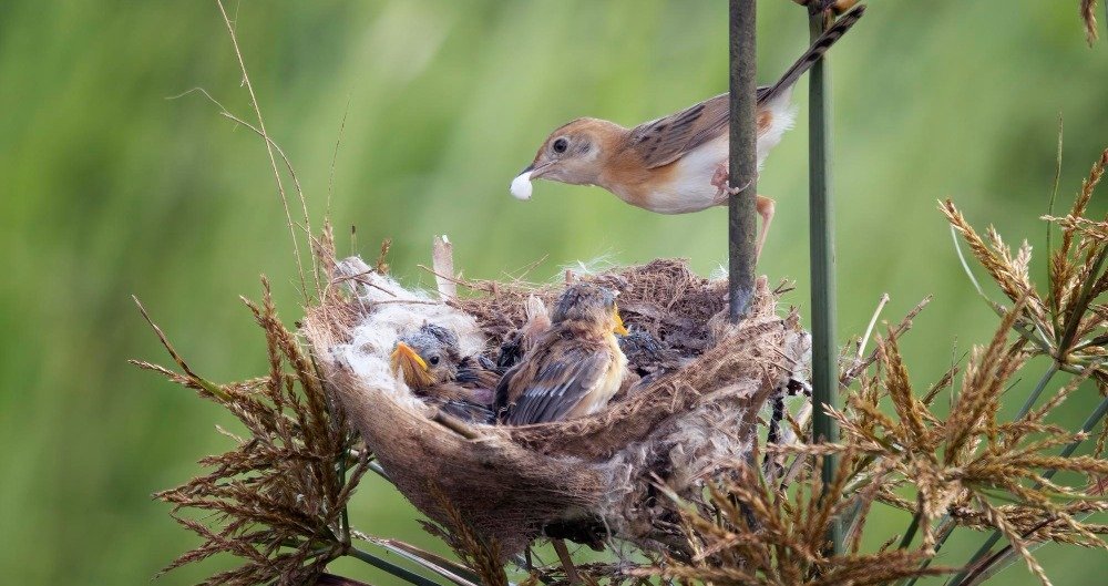 „Znalazłem pisklę! I co teraz?” – poradnik ratunkowy. Różnice między pisklęciem a podlotem