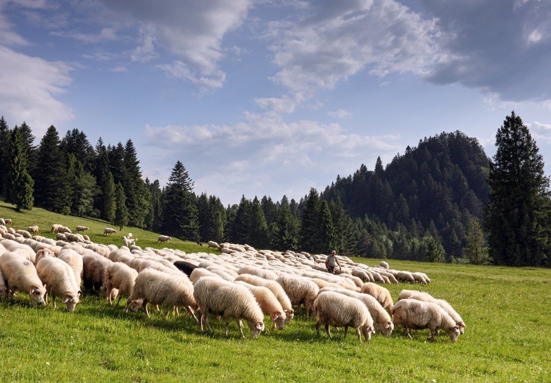 Wiosenny redyk oraz niezapomniana majówka – odkryj magię Szczawnicy i Palenicy w długi weekend