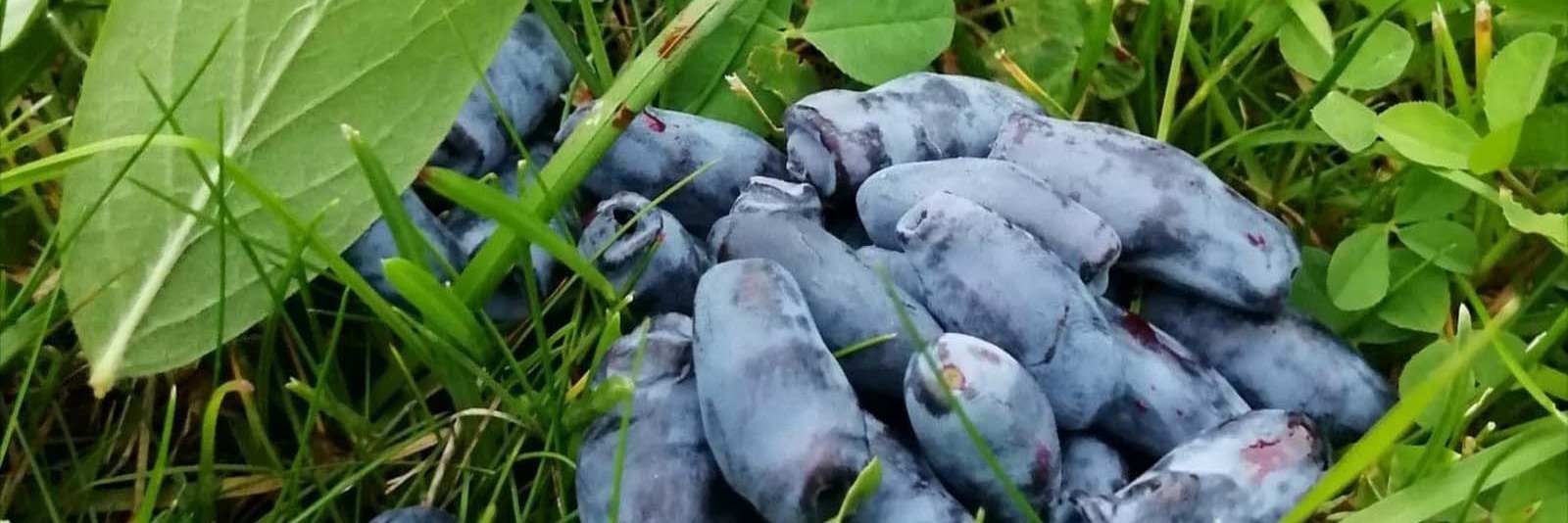 Zapraszamy na plantacje jagody kamczackiej w województwie łódzkim