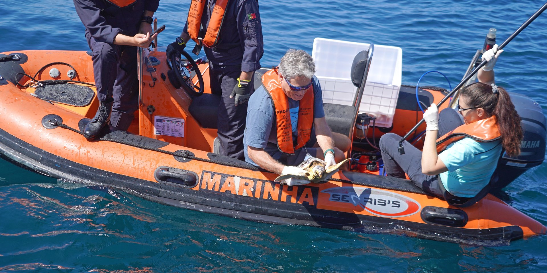 Zoomarine Algarve devolve seis tartarugas juvenis ao oceano com apoio da Marinha Portuguesa