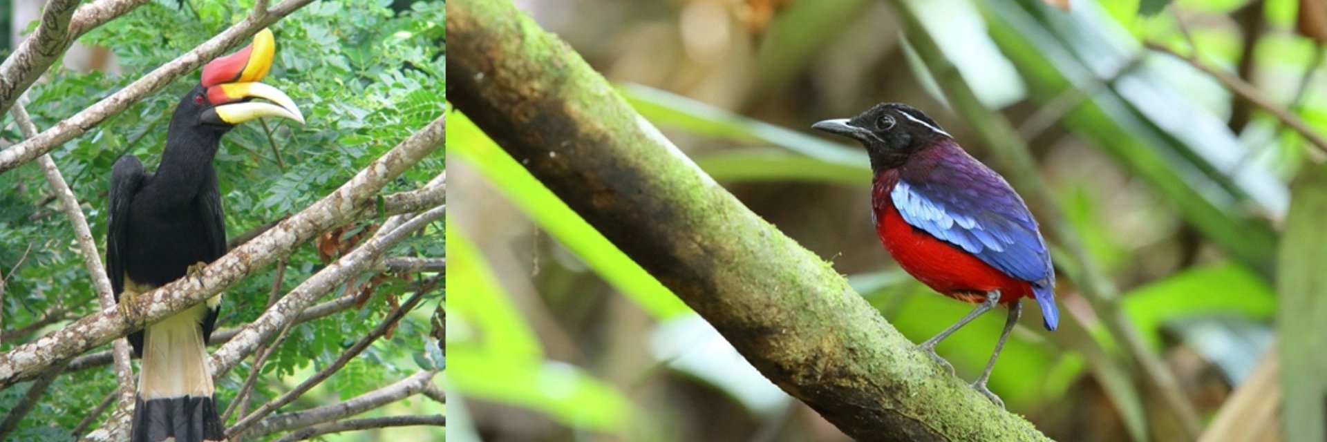 Tourism Malaysia Takes Flight at Global BirdFair 2026