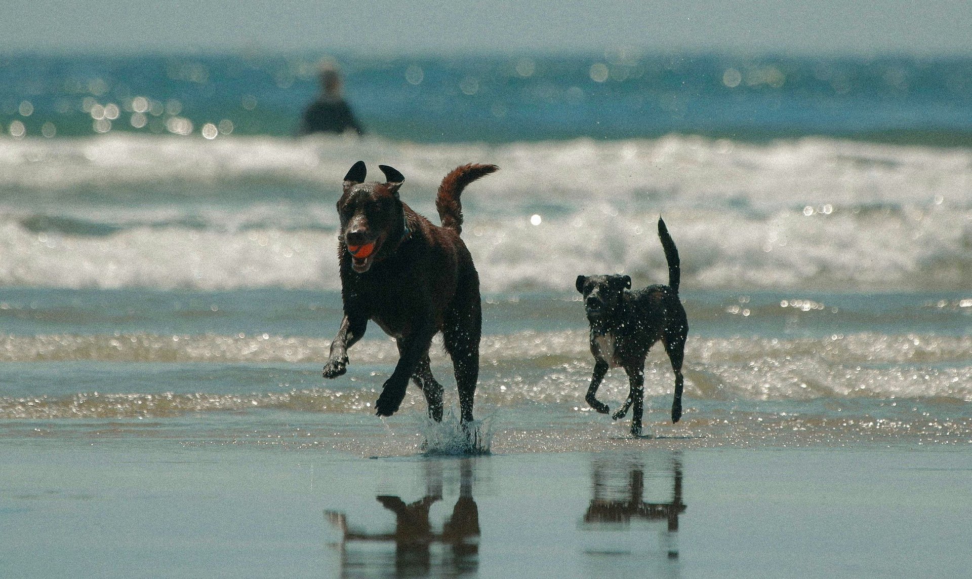 Férias pet friendly: praia ✅, hotel ✅e mala pronta