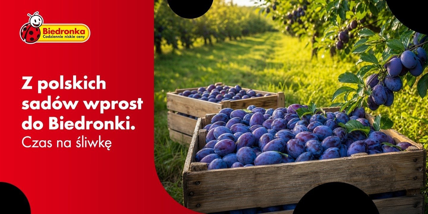 Z polskich sadów wprost do Biedronki. Czas na śliwkę!