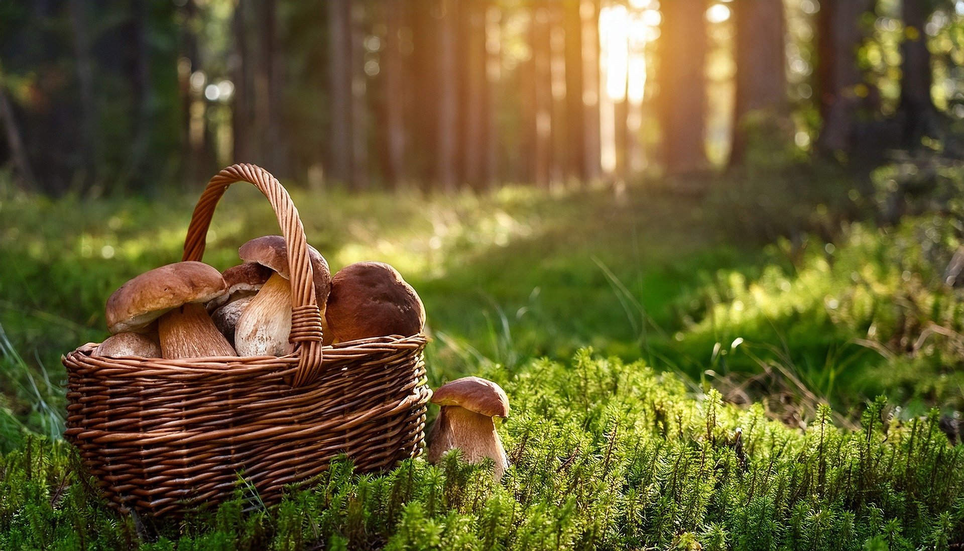 Tajne miejscówki, pełne koszyki i domowe zapasy. Grzybowy sezon w pełni - szef kuchni podpowiada, jak zachować smak lasu na dłużej