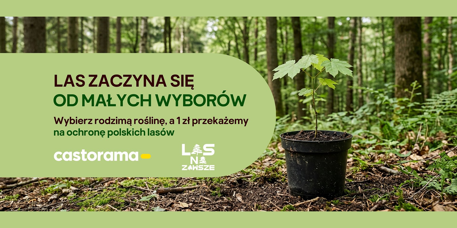 Kup rodzimą roślinę i pomóż chronić polskie lasy. Castorama rusza z akcją dla Klientów