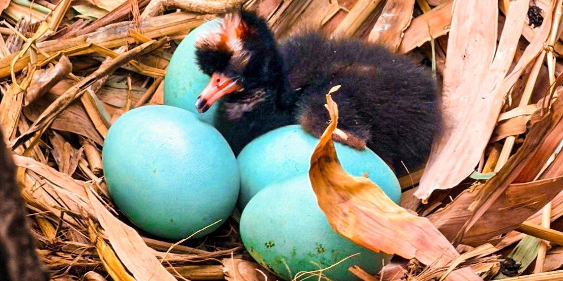Nasceu “Vozinha”, a primeira cria de íbis-preta do Zoomarine Algarve