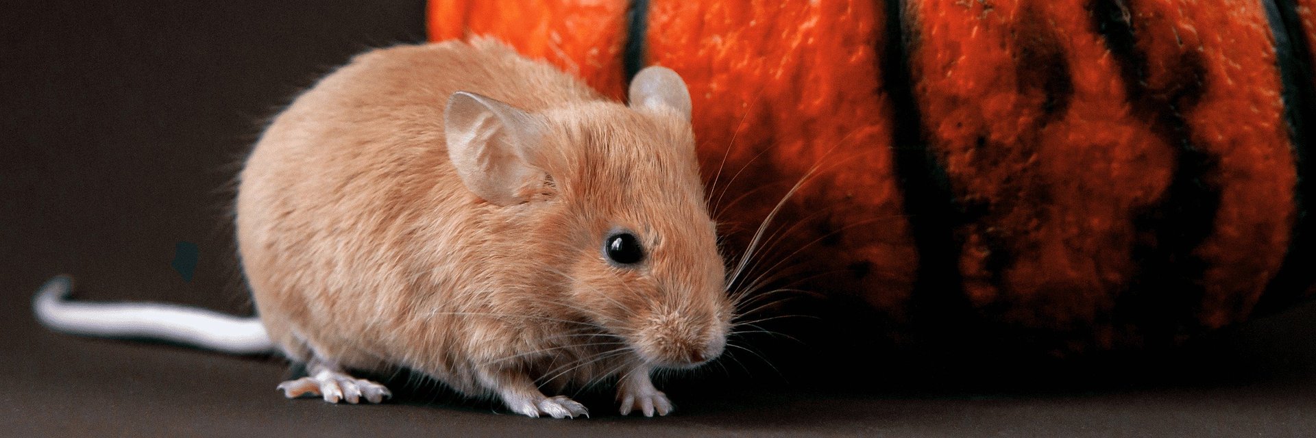 Your Halloween Pumpkin Could Be a Rat Magnet, Pest Expert Warns