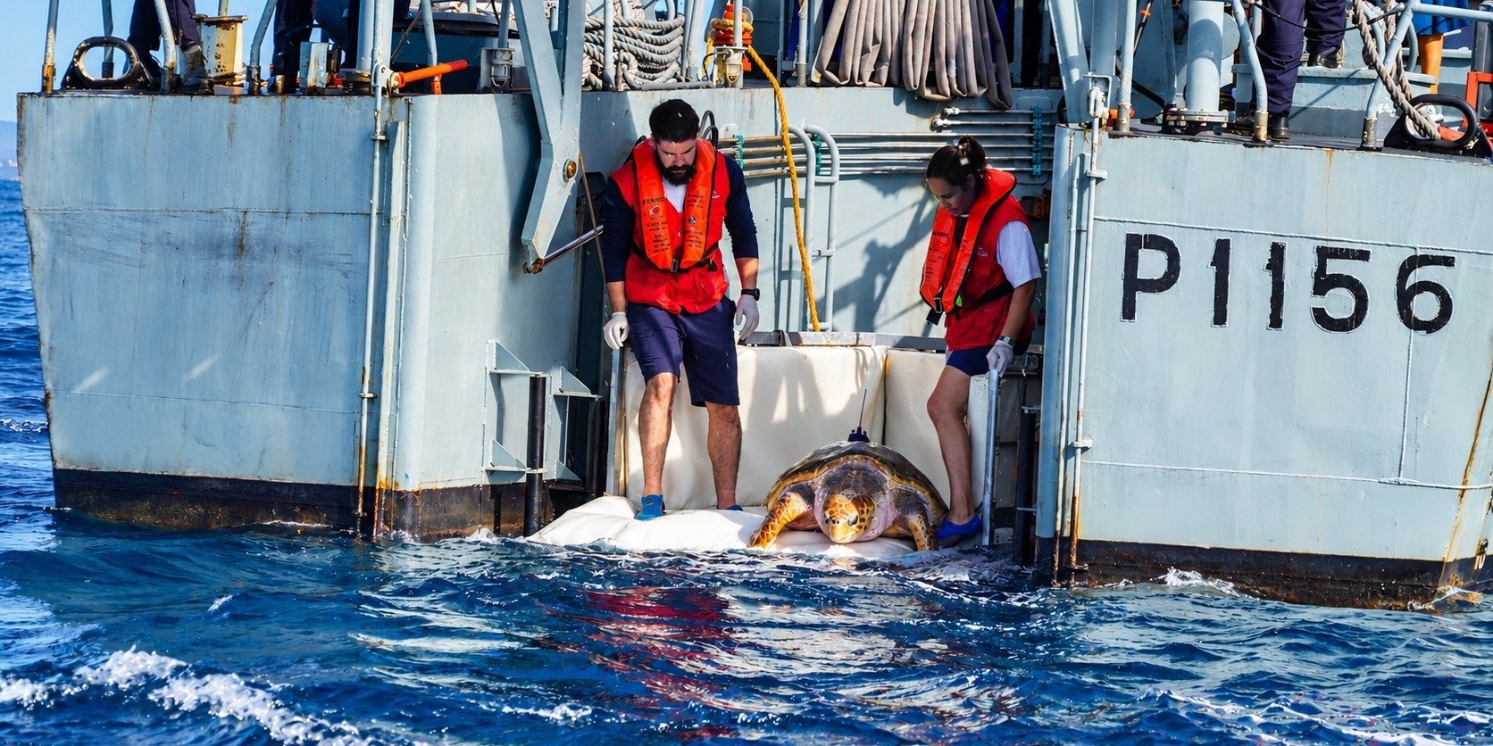 Tartaruga Molly regressa ao oceano após reabilitação no Zoomarine