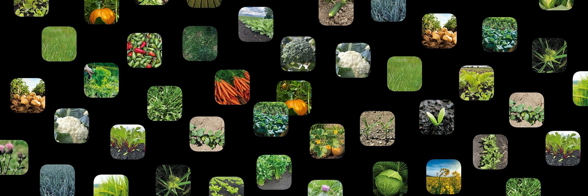 Ecorobotix Launches 10 New Plant Detection Models